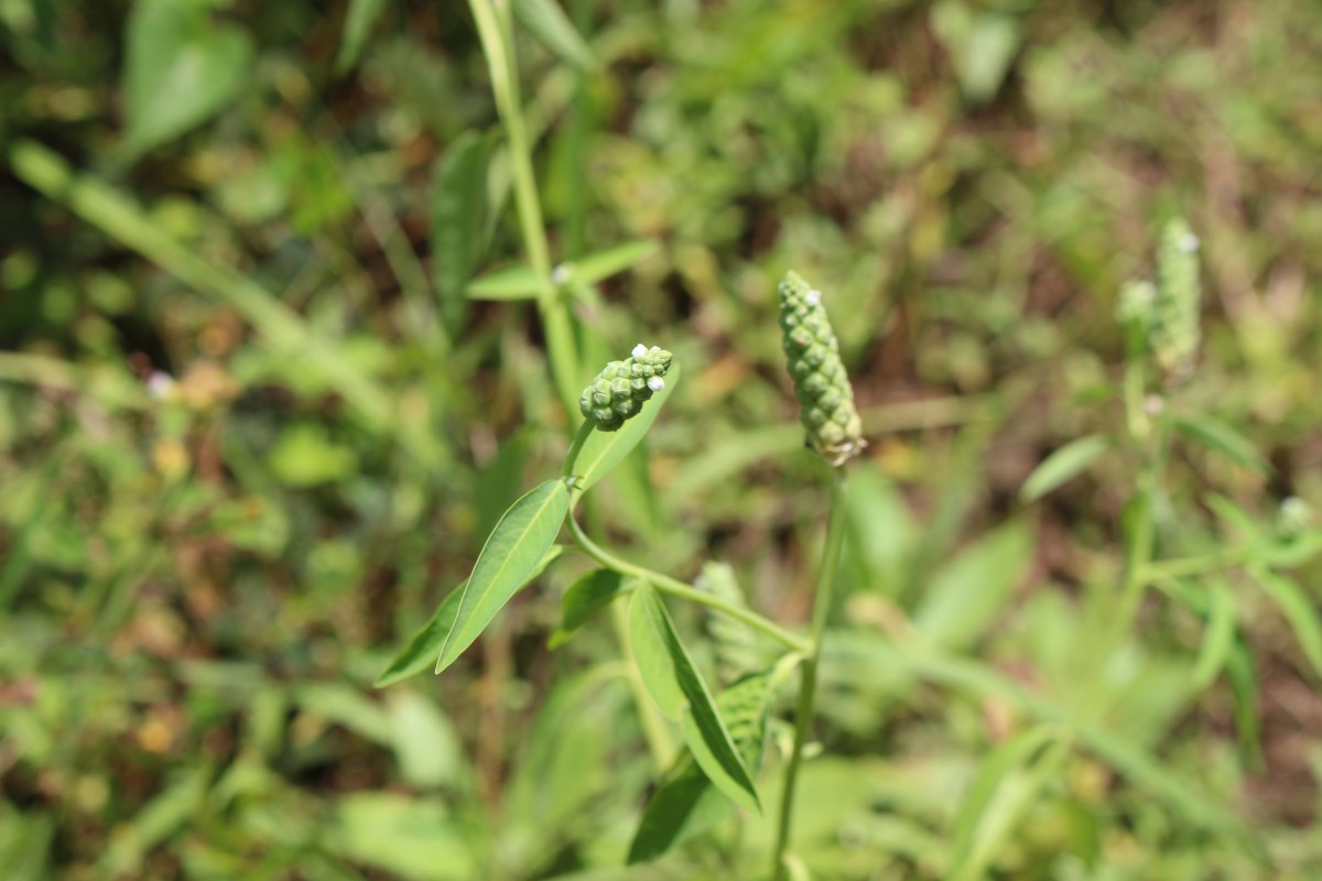 Sphenoclea zeylanica Gaertn.